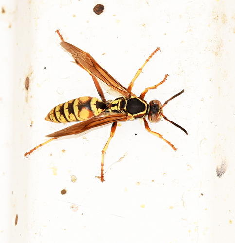 Golden Paper Wasp