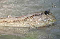 Periophthalmodon schlosseri