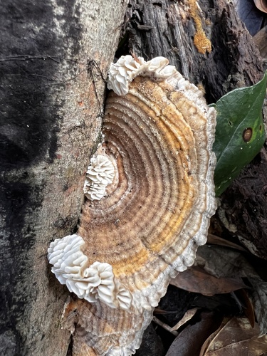 Trametes betulina
