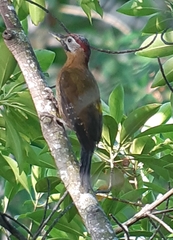 Picus vittatus