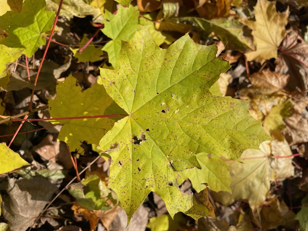 Maples from winooski vt usa on november 16 2023 at 01 00 pm by tom