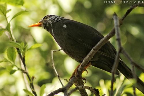 Chiguanco Thrush (Turdus chiguanco), photo 9