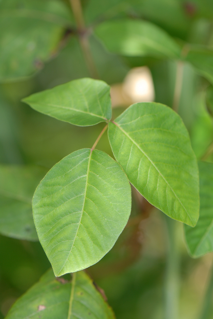 Toxicodendron radicans ssp. radicans
