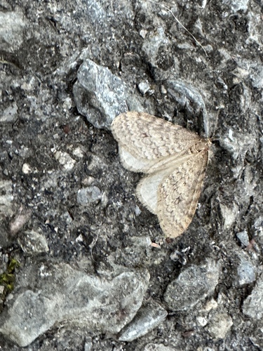 Bruce Spanworm Moth (Operophtera bruceata)