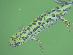 Triturus pygmaeus