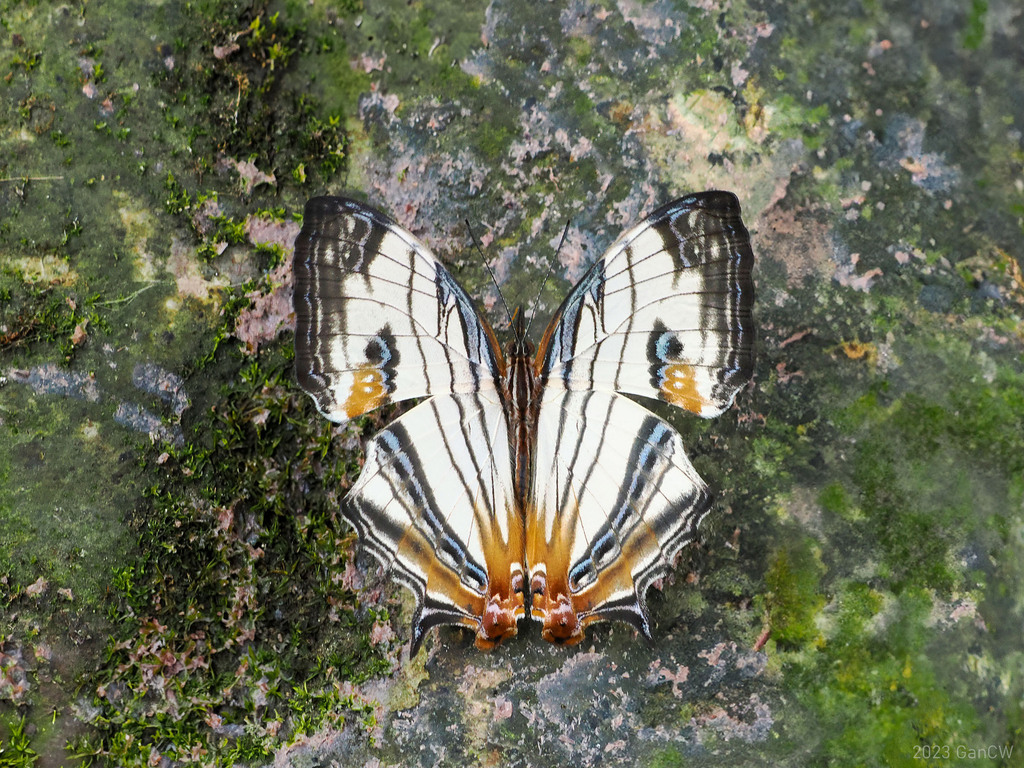 Map Butterfly
