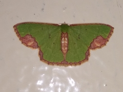 Spaniocentra apatelloides