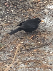 Turdus merula