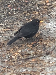 Turdus merula