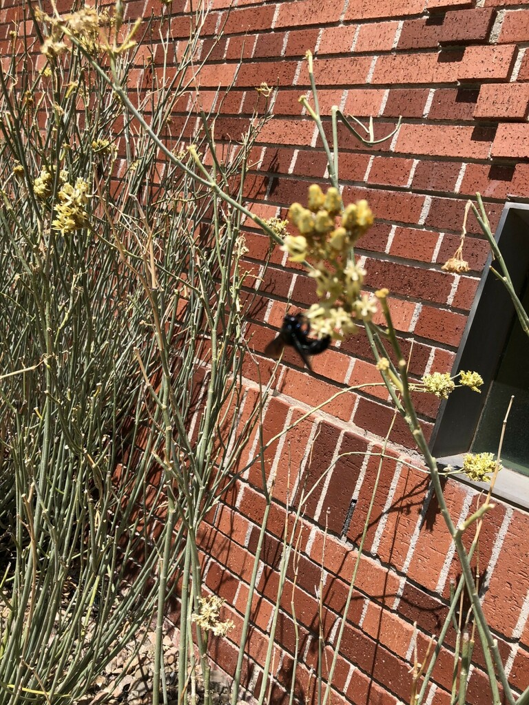 California Carpenter Bee
