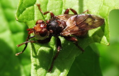 Myopa vicaria