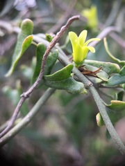 Matelea sagittifolia