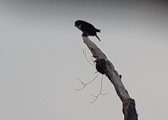 Microhierax fringillarius