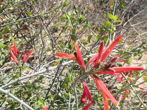 Justicia californica