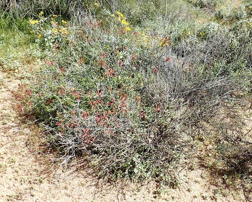 Justicia californica
