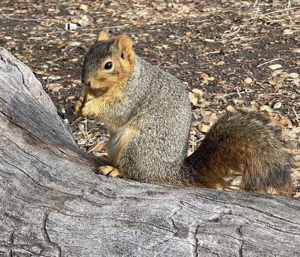 Fox Squirrel from UC Berkeley, Berkeley, CA, US on November 16, 2023 at ...