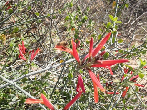 Justicia californica