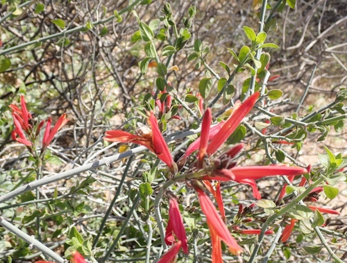 Justicia californica