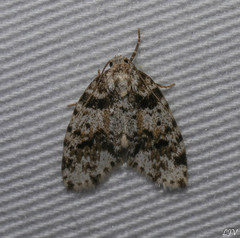 Clemensia cincinnata