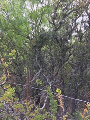 Matelea sagittifolia