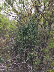 Matelea sagittifolia