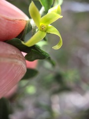 Matelea sagittifolia