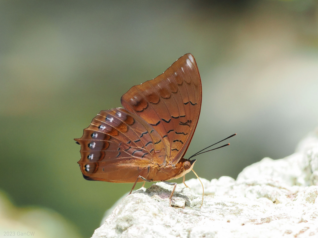 Orange Emperor
