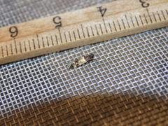 Triclonella determinatella