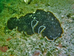 Pseudobiceros hancockanus