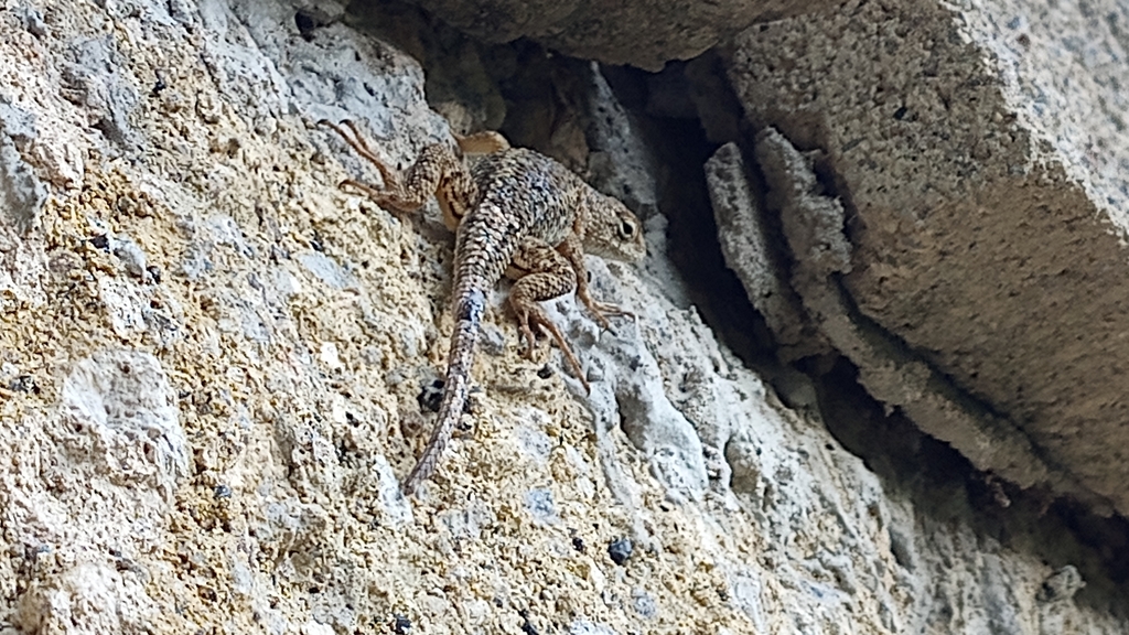 White-bellied Rough Lizard