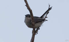 Polioptila bilineata