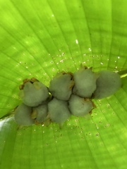 Ectophylla alba