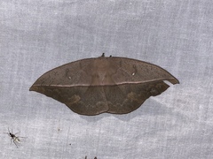 Lonomia santarosensis