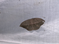 Lonomia santarosensis