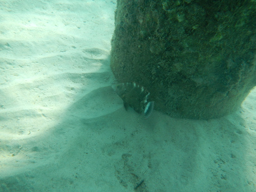 アカテンモチノウオ