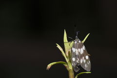 Eterusia aedea formosana