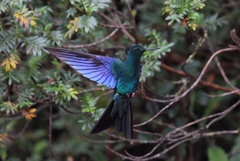 Pterophanes cyanopterus