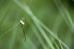 Leucauge celebesiana