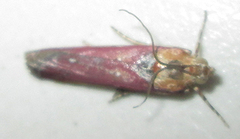Epicrocis laticostella