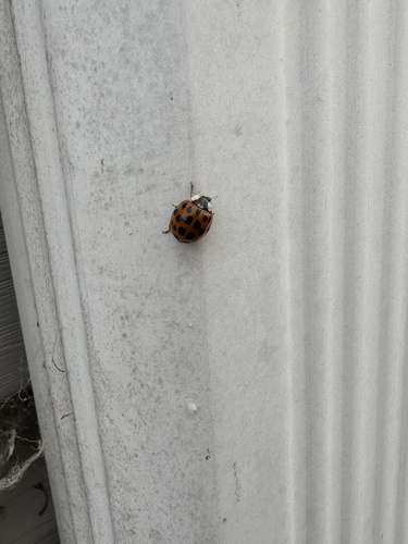 Asian Lady Beetle photographed in South Carolina