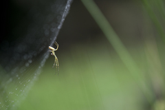 Leucauge celebesiana
