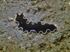 Pseudoceros prudhoei