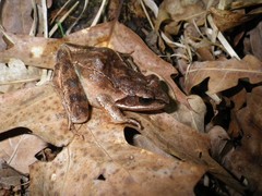 Rana dalmatina