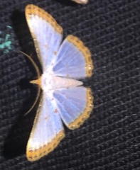Leuciris institata