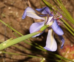 Moraea lugubris