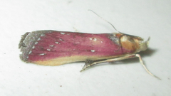 Epicrocis laticostella