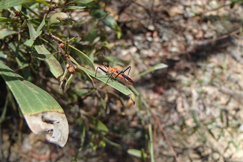 Orange Assassin Bug (Gminatus australis) photo 5
