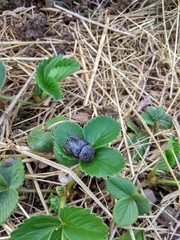 Pentodon bidens punctatus