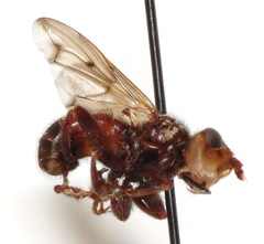Myopa vicaria