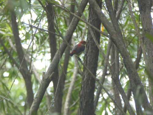 Scarlet-headed Flowerpecker (Dicaeum trochileum), photo 9